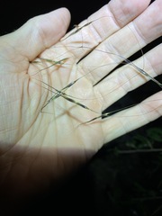 Capillipedium parviflorum