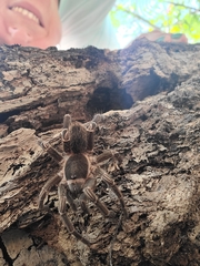 Cyrtopholis portoricae