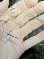 Capillipedium parviflorum