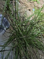 Capillipedium parviflorum