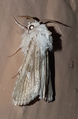 Neumichtis