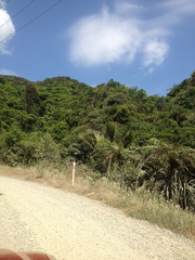 Metrosideros robusta