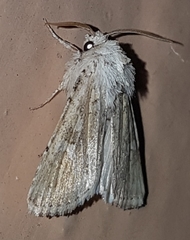 Neumichtis