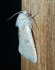 Neumichtis