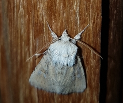 Neumichtis
