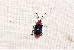 Phyllocharis gracilis