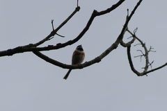 Aegithalos concinnus