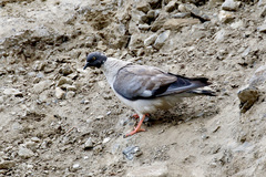 Columba leuconota