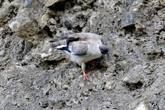 Columba leuconota
