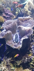 Tridacninae