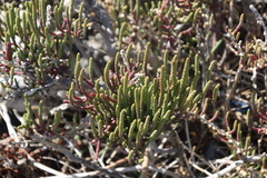 Arthrocaulon macrostachyum