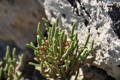 Arthrocaulon macrostachyum