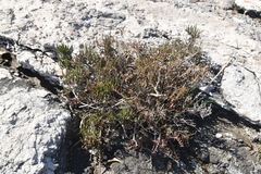 Arthrocaulon macrostachyum