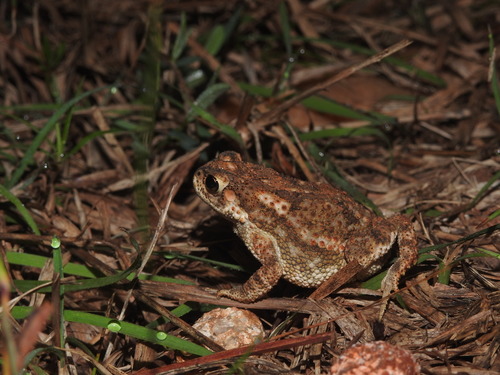 Atukorale's Dwarf Toad, Duttaphrynus scaber
