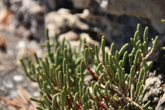 Arthrocaulon macrostachyum