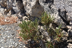 Arthrocaulon macrostachyum