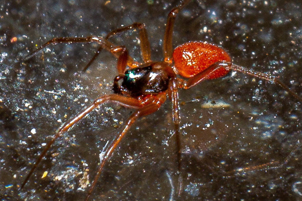 Ostearius