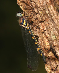 Cordulephya pygmaea
