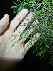 Callitris rhomboidea