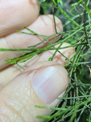 Callitris rhomboidea