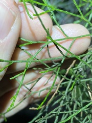 Callitris rhomboidea