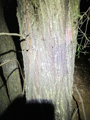 Callitris rhomboidea