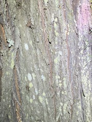 Callitris rhomboidea