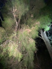 Callitris rhomboidea