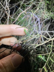 Callitris rhomboidea