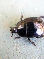 Hister bissexstriatus