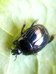 Hister bissexstriatus