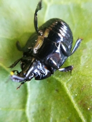 Hister bissexstriatus