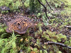 Austropaxillus squarrosus