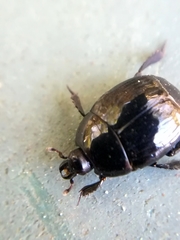 Hister bissexstriatus