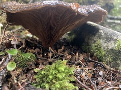 Austropaxillus squarrosus