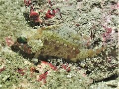 Centrogenys vaigiensis