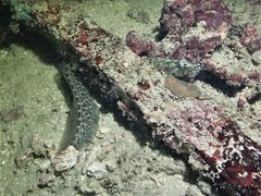Congrogadus subducens