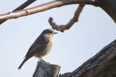 Phoenicurus ochruros