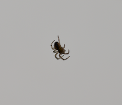 Araneae