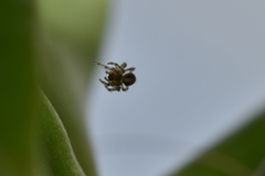 Araneae