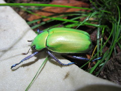 Chrysina beyeri