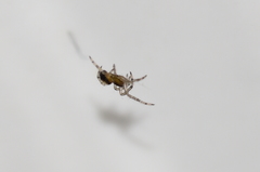 Araneae