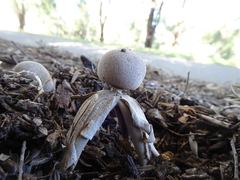 Geastrum fornicatum