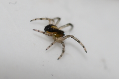 Araneae