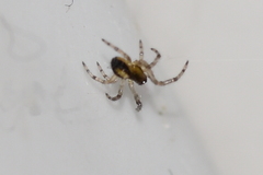 Araneae