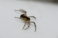 Araneae