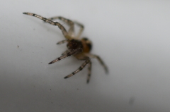 Araneae