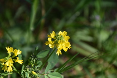 Trigonella esculenta