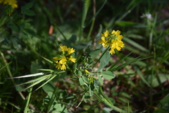 Trigonella esculenta