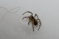 Araneae